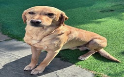 Labrador Retriever dogs for stud: PROVEN, KC REG,HEALTH TESTED LABRADOR FOR STUD in Havant - Image 8