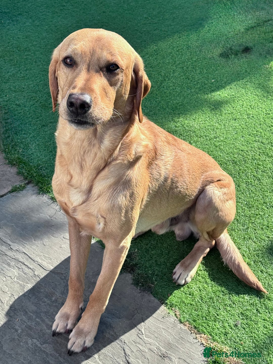 Labrador Retriever dogs for stud: PROVEN, KC REG,HEALTH TESTED LABRADOR FOR STUD in Havant - Image 8