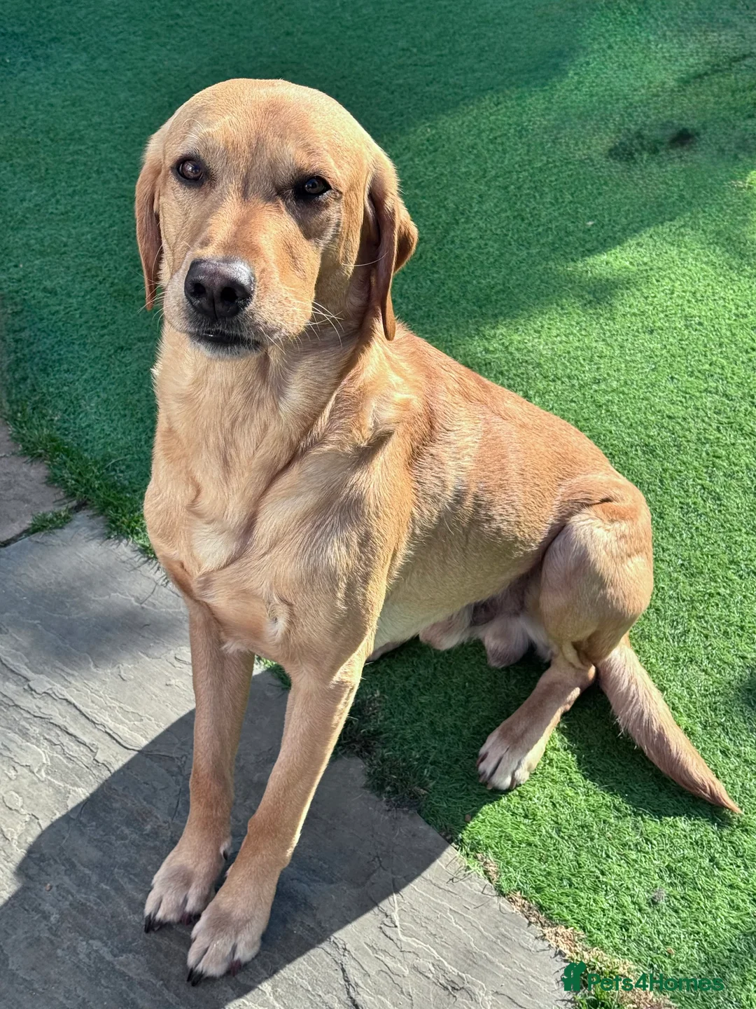 Labrador Retriever dogs for stud: PROVEN, KC REG,HEALTH TESTED LABRADOR FOR STUD in Havant - Advert 11