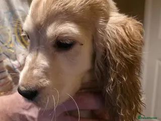 Cocker Spaniel dogs Cocker spaniel puppy - Advert 10