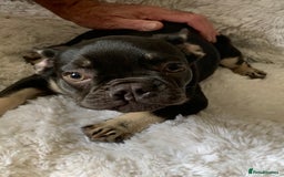 French Bulldog dogs for sale: Chocolate French Bulldog Puppy  - Image 1
