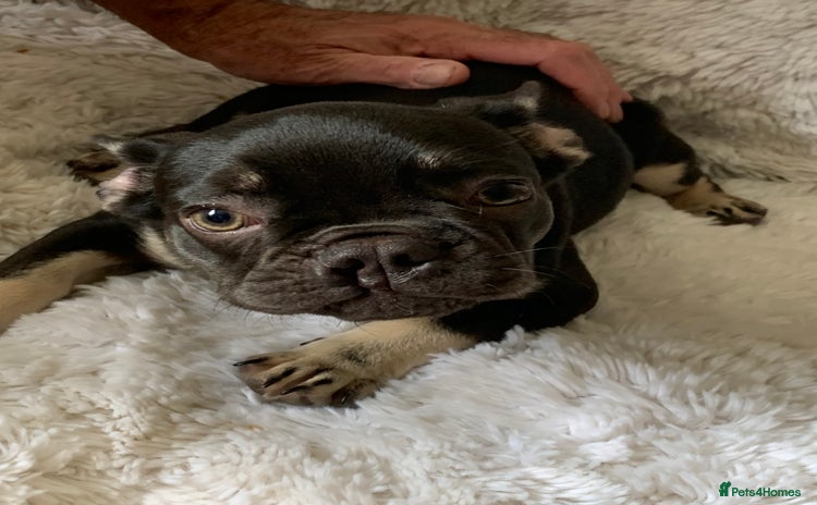 French Bulldog dogs - Advert 2
