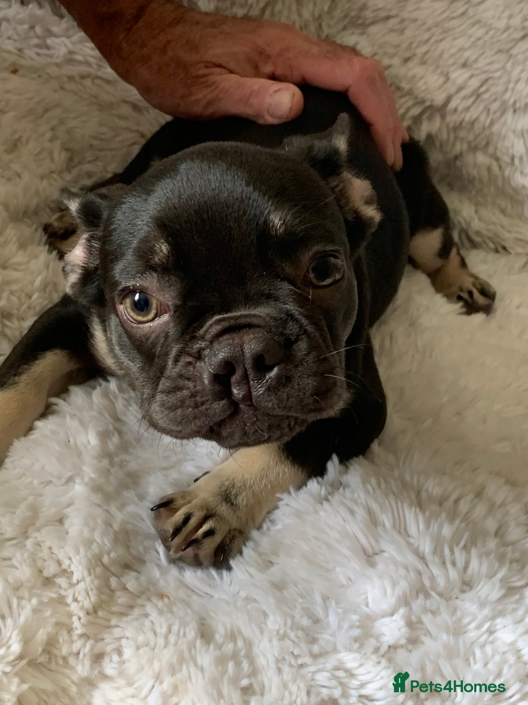 French Bulldog dogs for sale: Chocolate French Bulldog Puppy  - Image 1