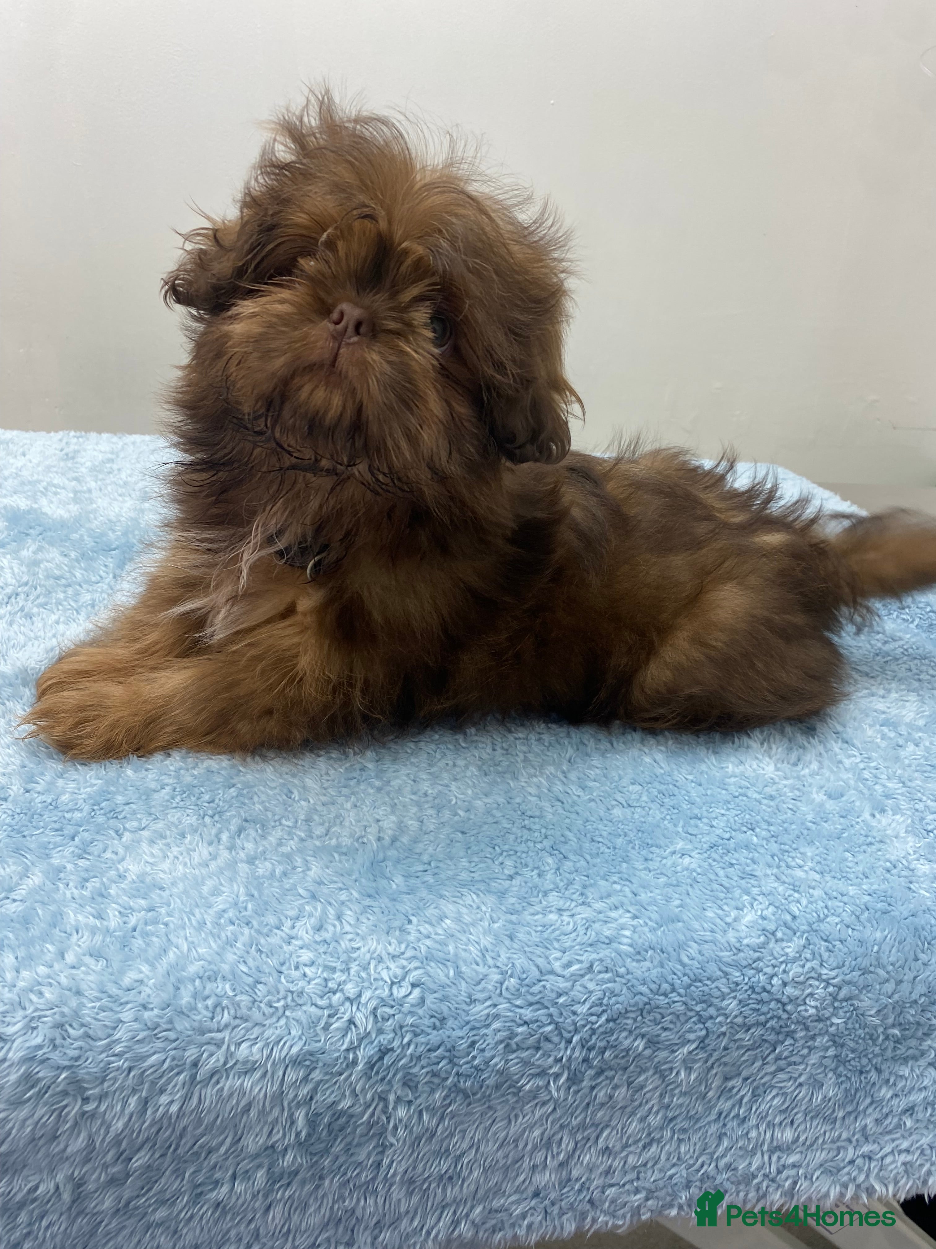 Shih Tzu dogs Chocolate imperial shihtzu puppies READY NOW - Advert 6
