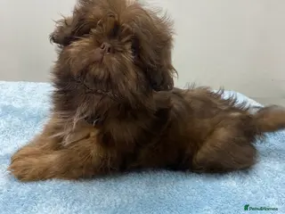 Shih Tzu dogs Chocolate imperial shihtzu puppies READY NOW - Advert 6