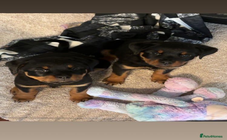 Rottweiler dogs - Advert 8