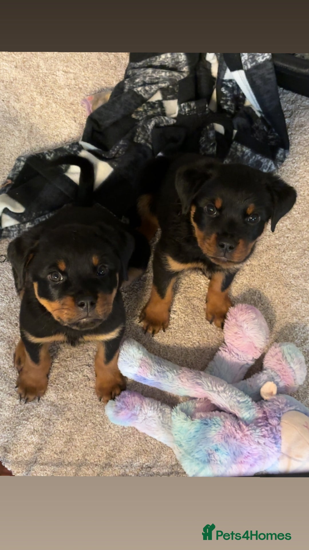 Rottweiler dogs for sale:  Rottweiler Puppies - READY NOW! 2 LEFT!  - Image 1