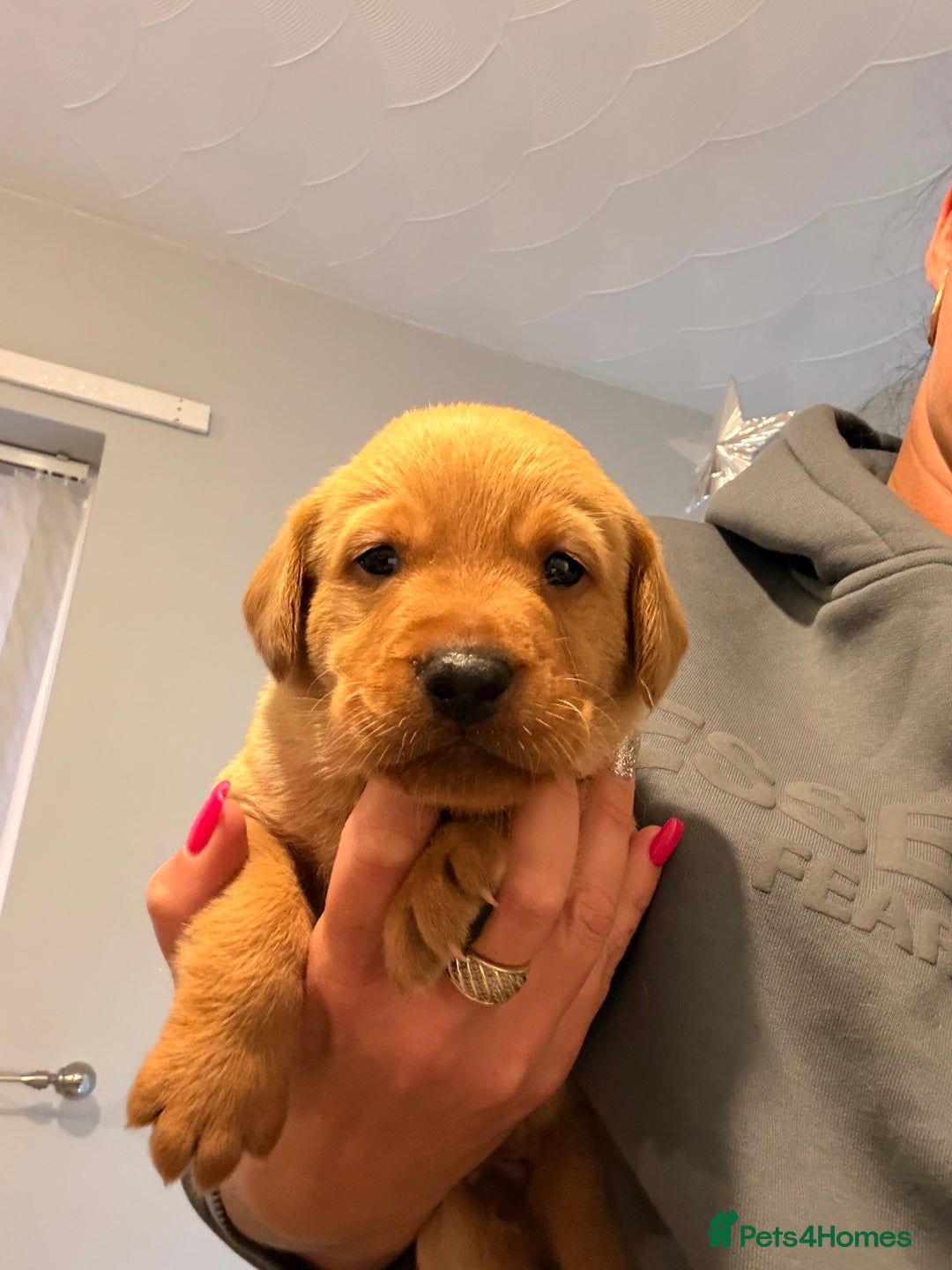 Labrador Retriever dogs for sale: Stunning Labrador puppies  - Advert 7