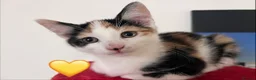 Mixed Breed cats for sale: 😻💚🩵💙🧡💛😻 - Advert 3