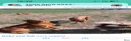 Golden Retriever dogs for stud: Genetically clear of all diseases  - Advert 5
