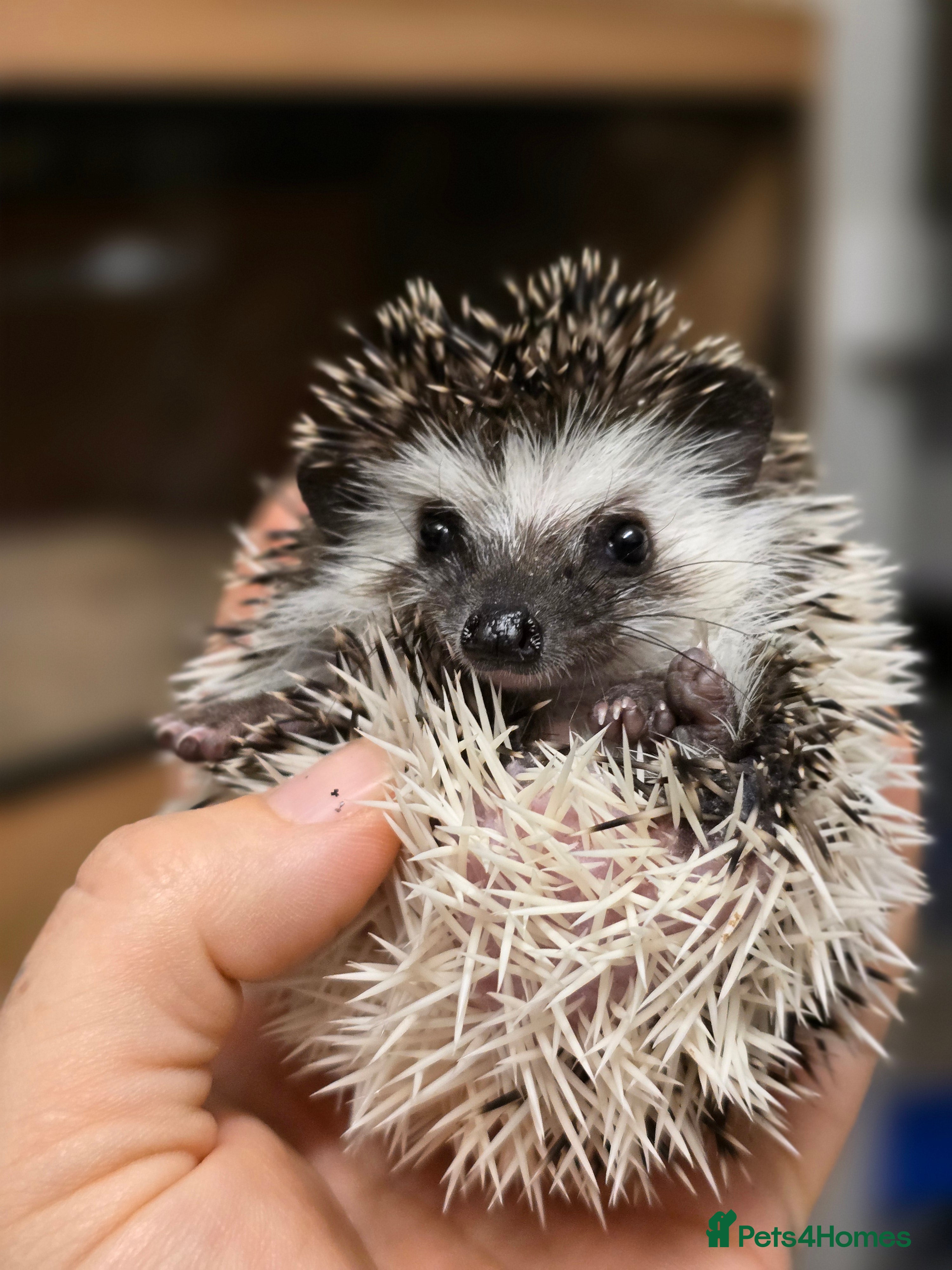 Pygmy Hedgehog rodents baby pygmy hedgehogs available LAST ONE  - Advert 12