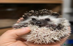 Pygmy Hedgehog rodents for sale: baby pygmy hedgehogs available  - Image 1