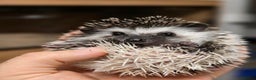 Pygmy Hedgehog rodents for sale: baby pygmy hedgehogs available LAST ONE  - Advert 1
