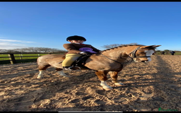 Welsh Section B horses for sale: 🎀Bunbury Zianna aka Annie 🎀 - Image 11