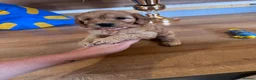 Cockapoo dogs for sale: 3 males and 3 females - Advert 11