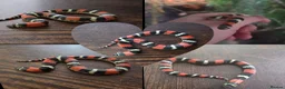 Mixed Breed reptiles for sale: Tri Colour Hognose Snakes  - Advert 10