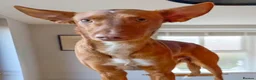 Ibizan Hound dogs for adoption: Pedro - foster or adoption considered  in Hungerford - Advert 9