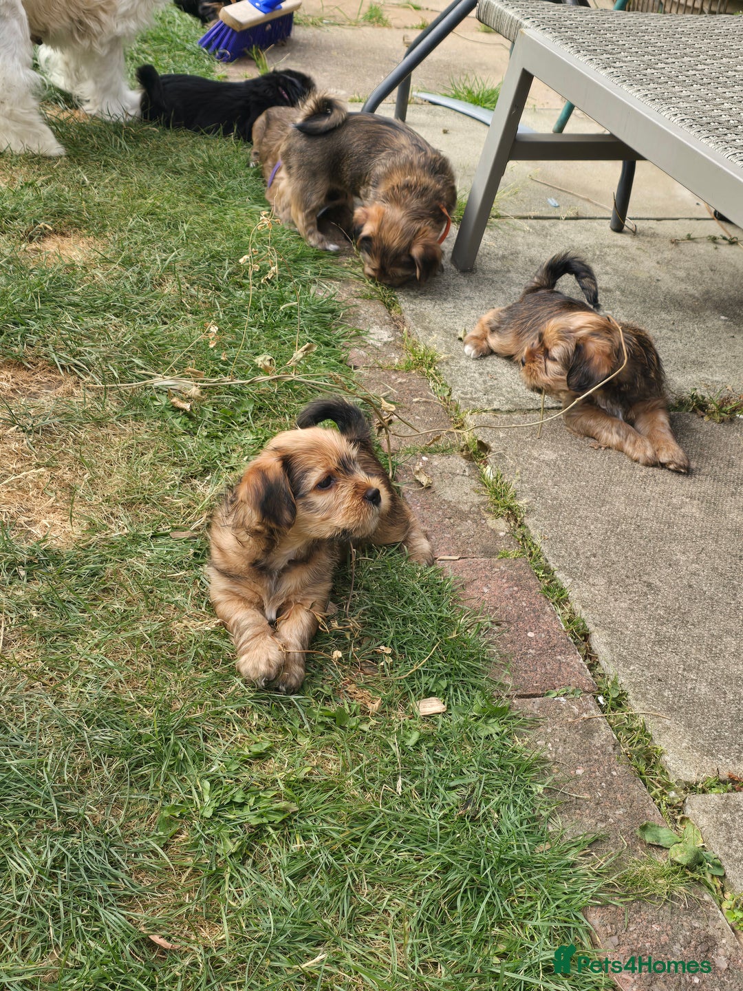 Shorkie dogs for sale: Shihtzu/ Maltese/ Yorkshire Terrier Puppies - Image 10
