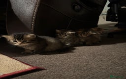 Scottish Fold cats for sale: 5 British Longhair and Scottish Straight kittens  - Image 11