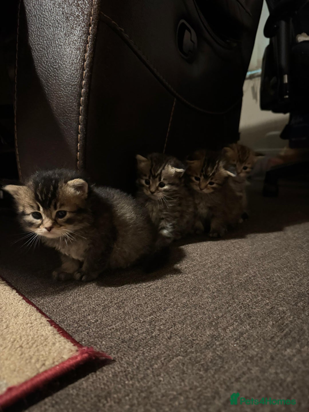 Scottish Fold cats for sale: 5 British Longhair and Scottish Straight kittens  - Image 11
