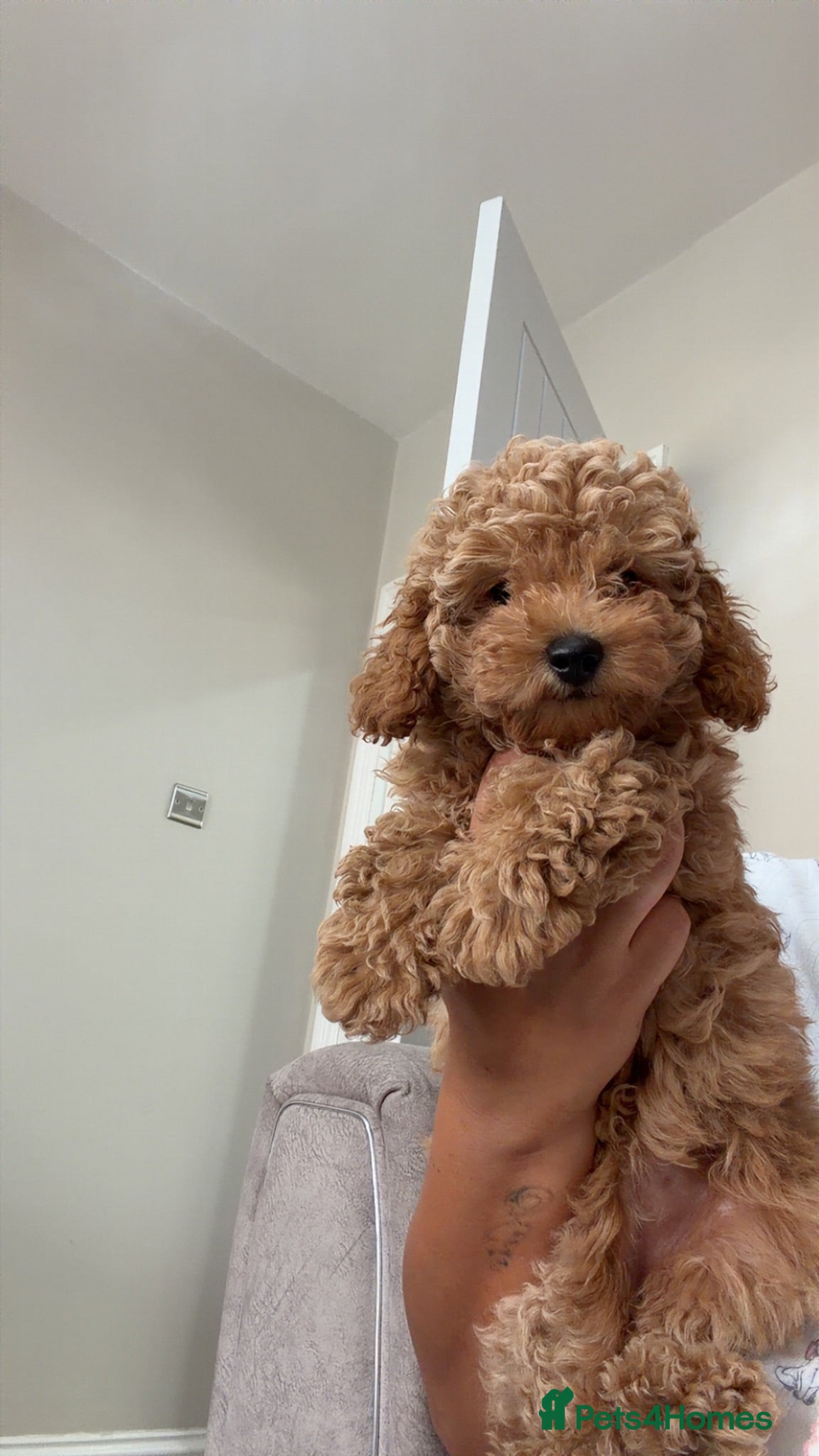 Toy Poodle dogs Last little Toy Poodle Puppy  🐾 - Advert 15