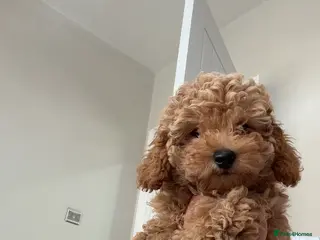 Toy Poodle dogs Last little Toy Poodle Puppy 🐾 - Advert 2