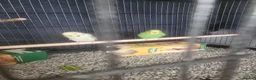 Budgerigars birds for sale: X2 baby Budgies £30 each - Advert 5