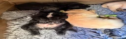 Labradoodle dogs for sale: F1 labradoodle pup. Parents health tested & KC reg - Advert 11