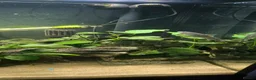 Catfish fish for sale: Fluval roma 240L aquarium- complete upgraded setup - Advert 5