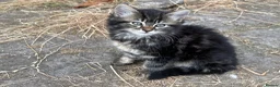 Mixed Breed cats for sale: Farm kittens looking for homes  - Advert 2