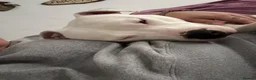 Mixed Breed dogs for sale: Snowy - Advert 2