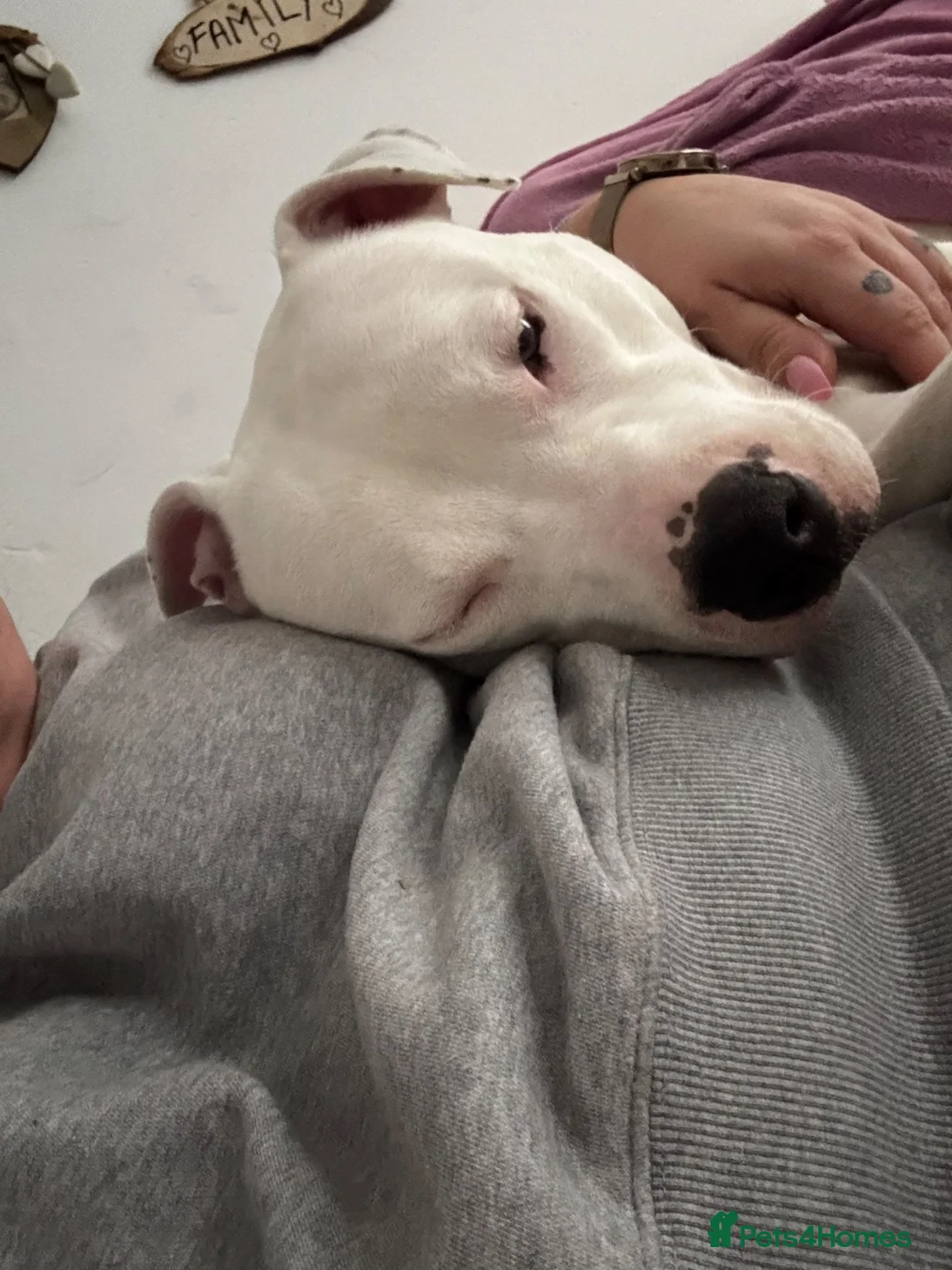 Mixed Breed dogs for sale: Snowy - Advert 2