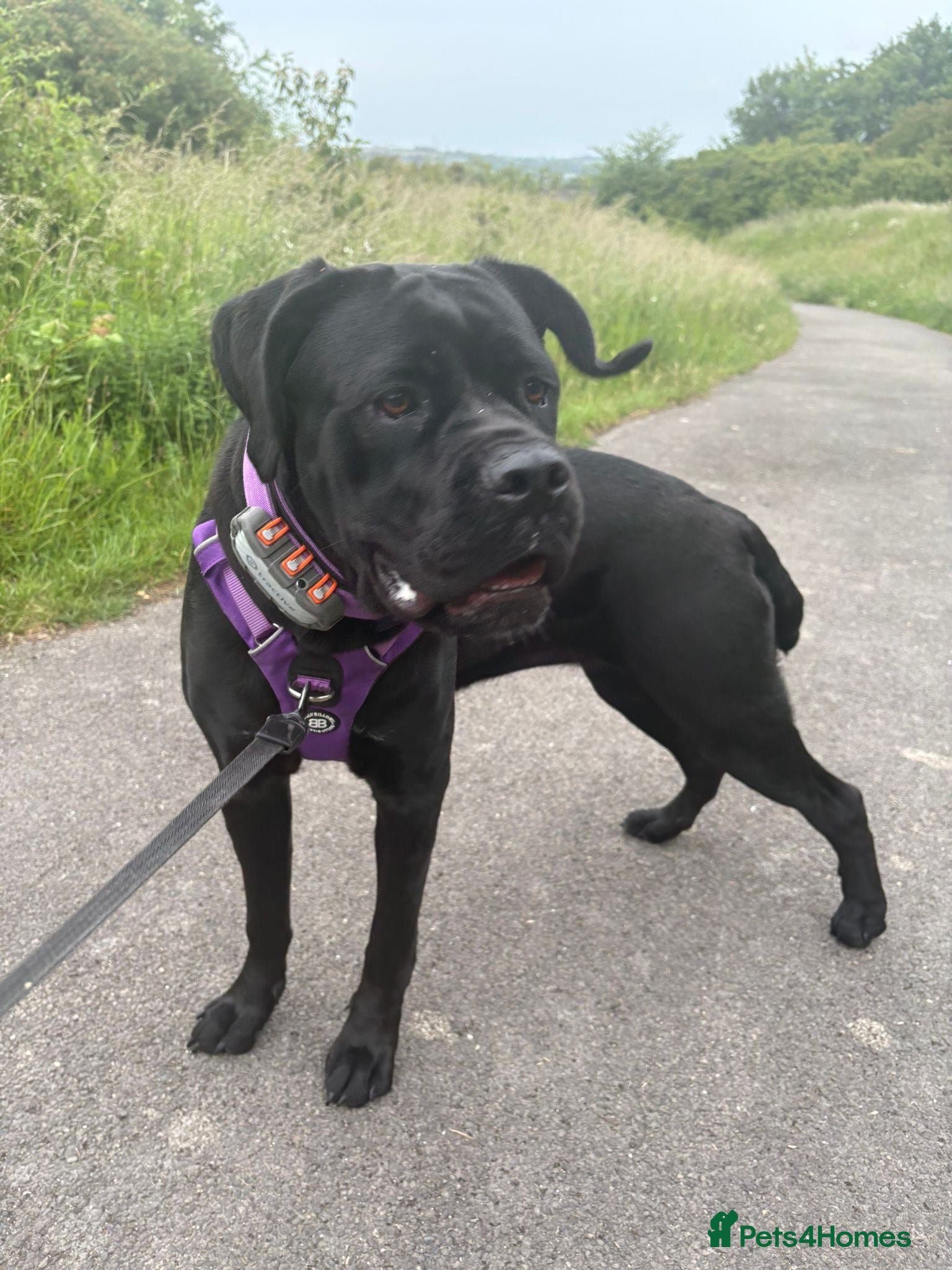 Cane Corso dogs Female Cane Corso  - Advert 3