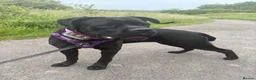 Cane Corso dogs for sale: Female Cane Corso  in Salisbury - Advert 1