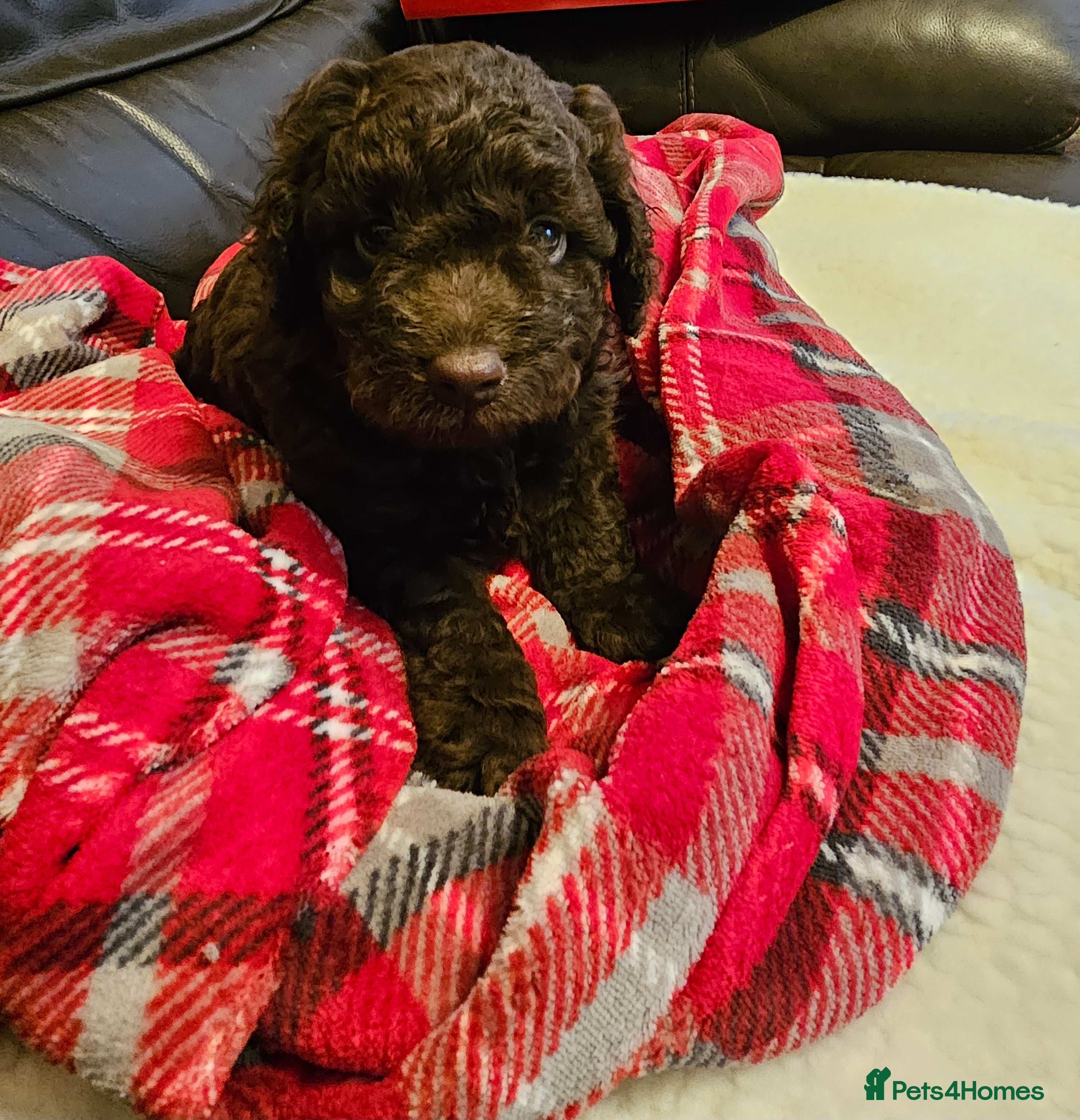 Cockapoo dogs Gorgeous cockapoo puppies  - Advert 14