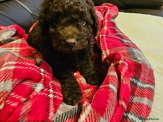 Cockapoo dogs Gorgeous cockapoo puppies - Advert 14