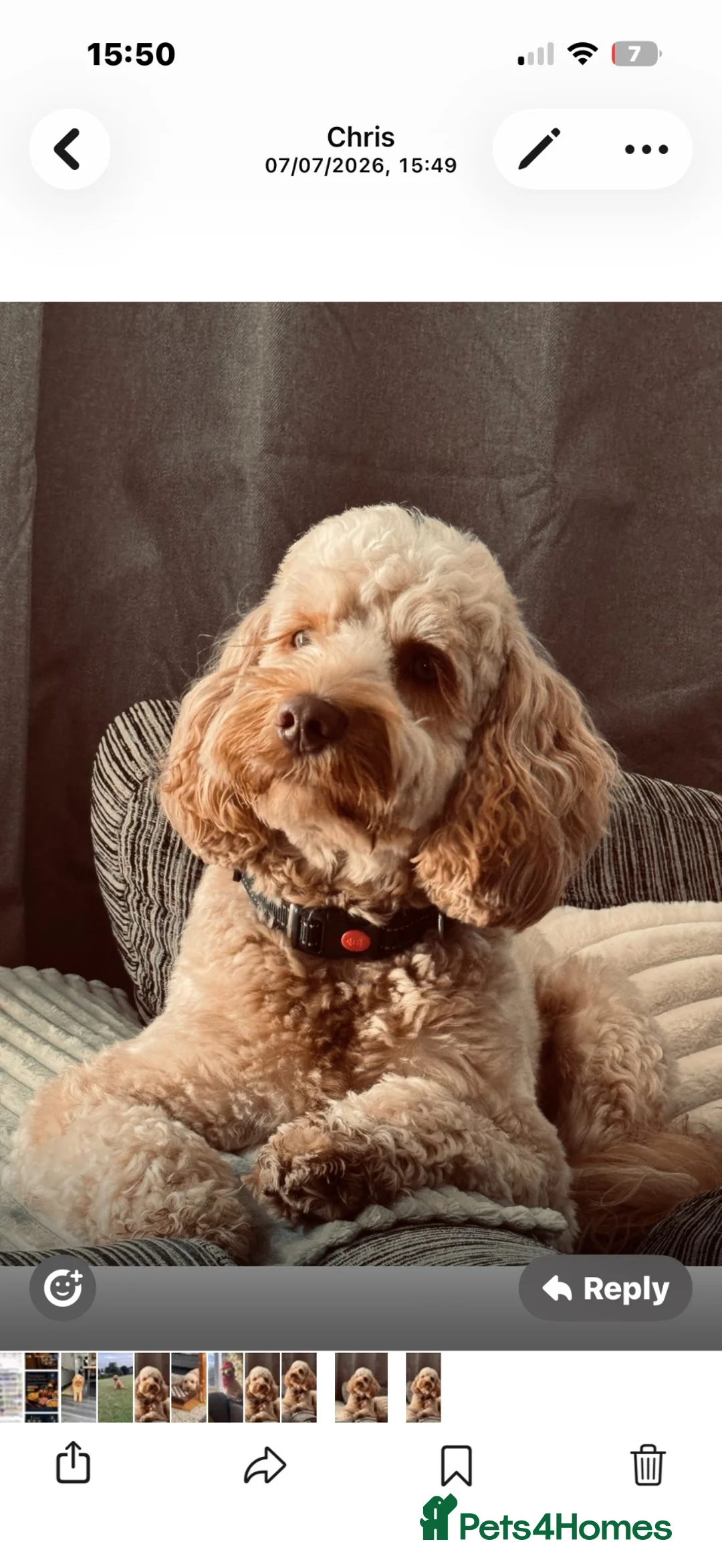 Cockapoo dogs for stud: Male Cockapoo for Studding  - Advert 1