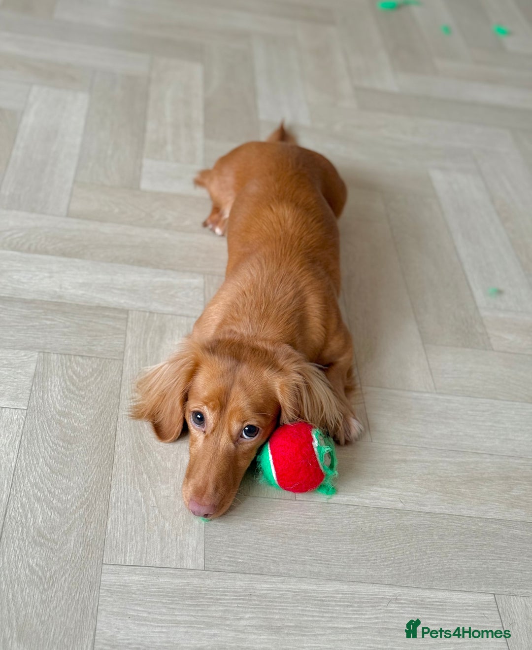 Miniature Dachshund dogs for sale: Long hair cream girl  - Advert 1