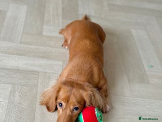 Miniature Dachshund dogs Long hair cream girl - Advert 2