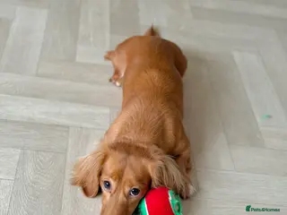 Miniature Dachshund dogs Long hair cream girl - Advert 12