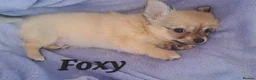Chihuahua dogs for sale: Long Coat Chihuahua pups - Advert 9