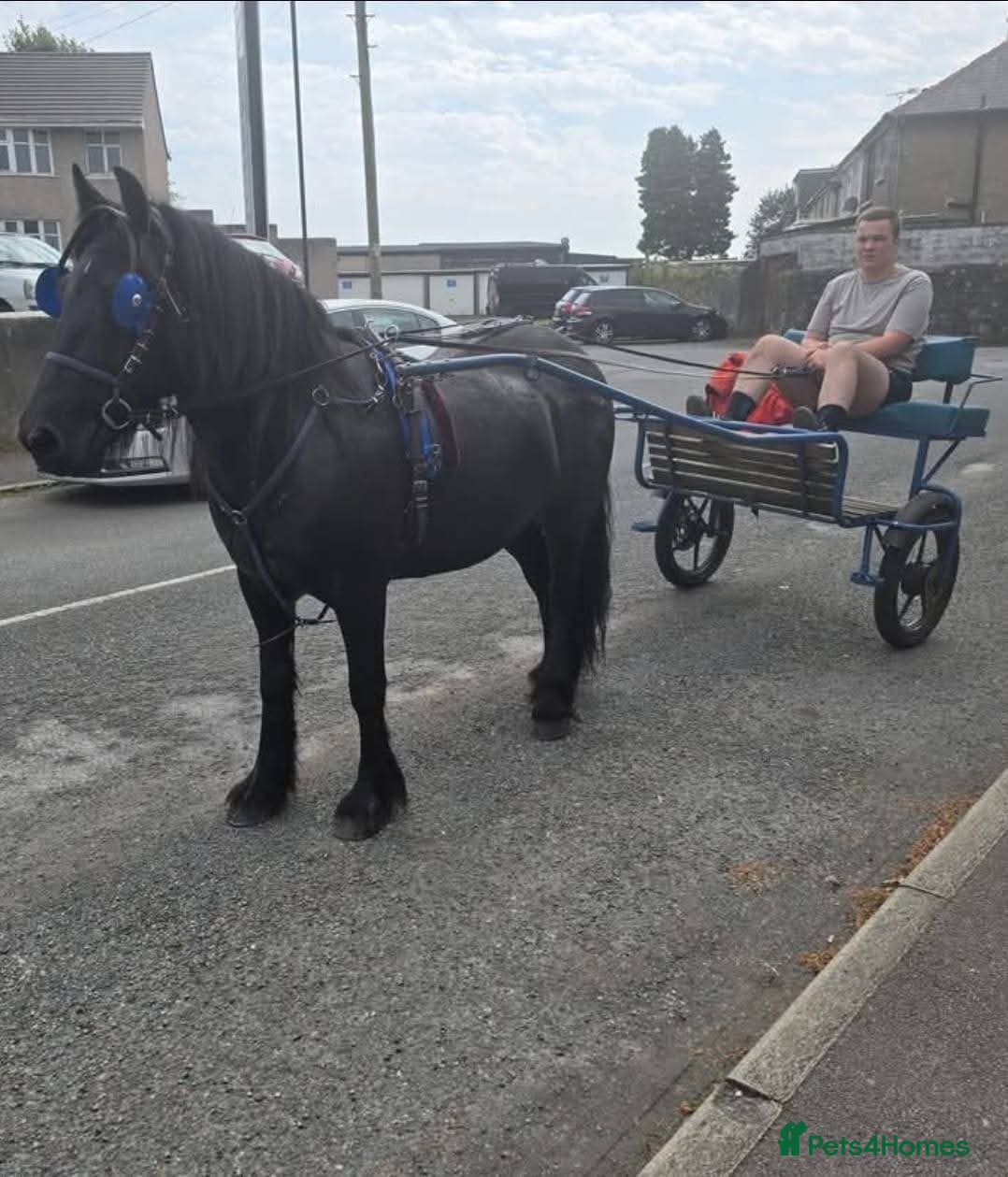 Dales horses Black section A reg gelding - Advert 1