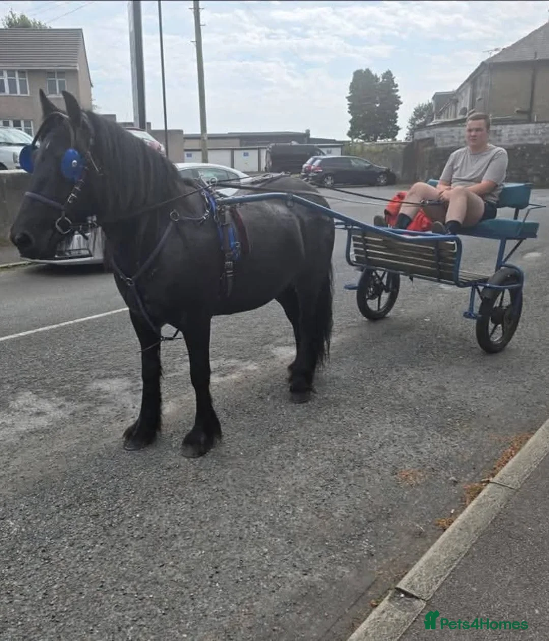 Dales horses for sale: Black section A reg gelding in Lancaster - Advert 1