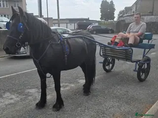 Dales horses Black section A reg gelding 139cm - Advert 1