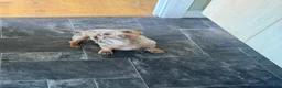 Miniature Dachshund dogs for stud: Isabella & tan miniature Dachshund stud  - Advert 9