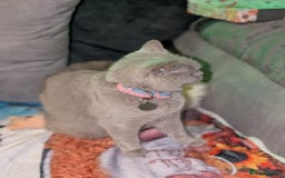 British Shorthair cats for sale: British shorthair cat - Image 7