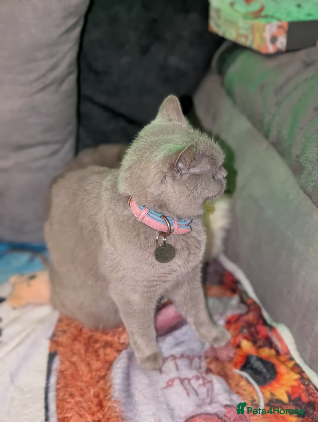 British Shorthair cats for sale: British shorthair cat - Image 7