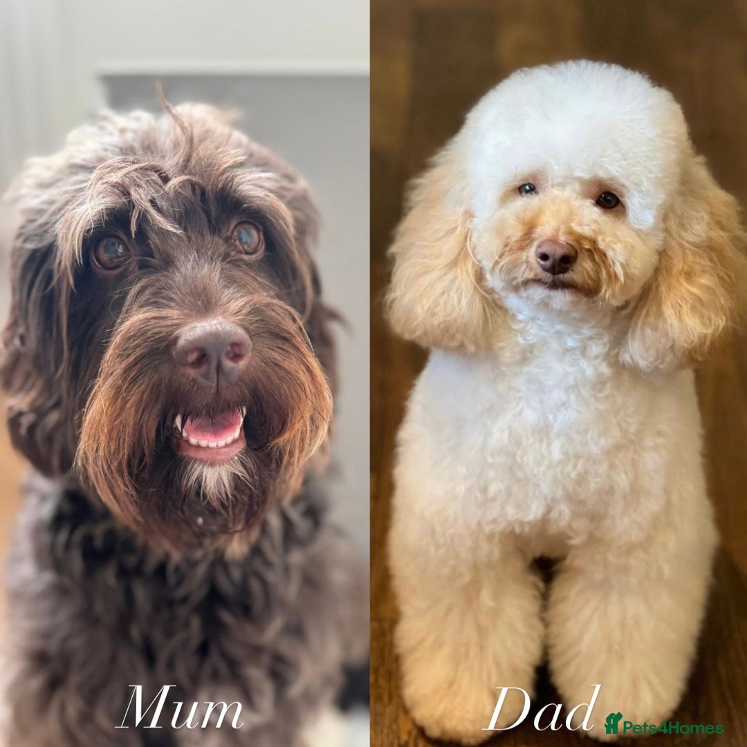 Labradoodle dogs for sale: Miniature Multigen Labradoodle Puppies - Image 10