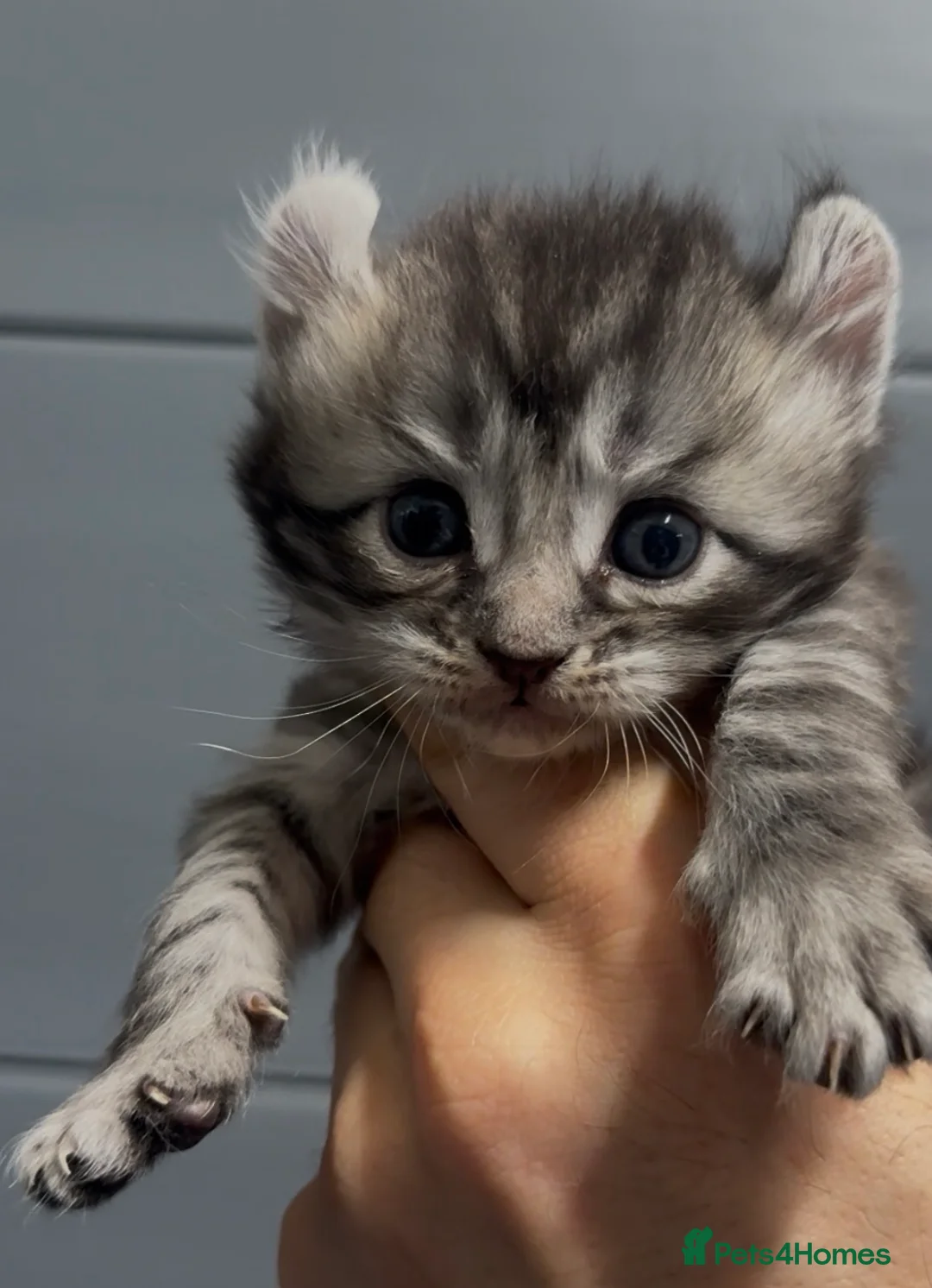 American Curl cats for sale: American curl kittens rare breed - Advert 1