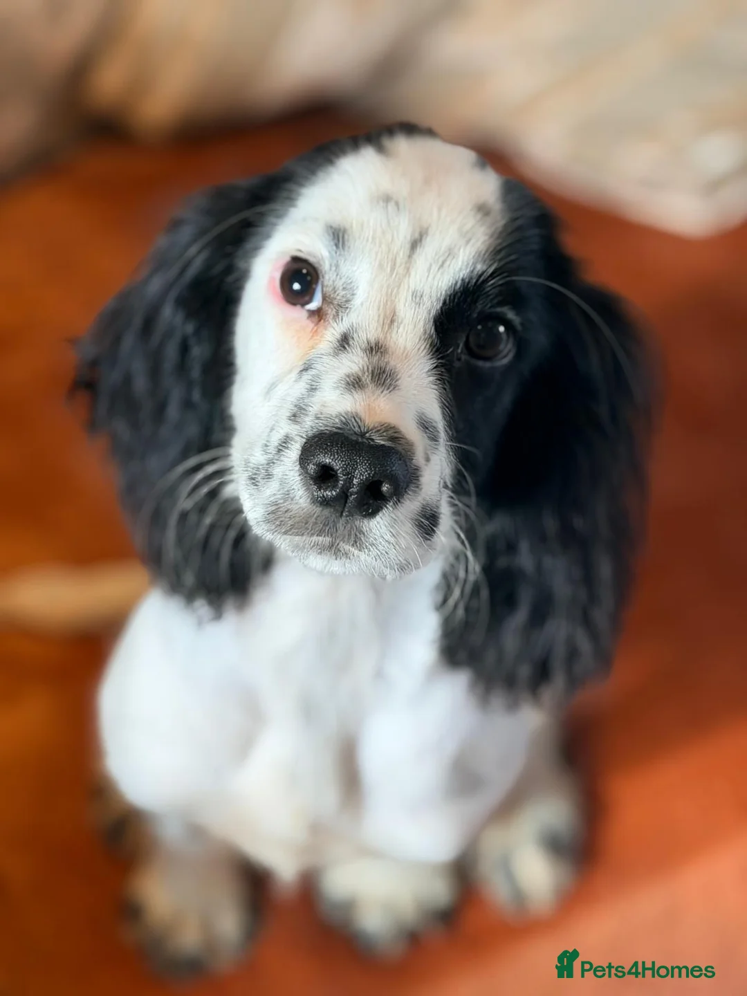 Cocker Spaniel dogs for sale: Prolific working lines cocker spaniel puppies  - Advert 1